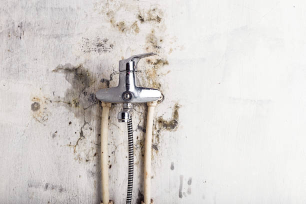 Best Mold Removal Specialists  in Millington, NJ