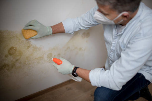 Best Commercial Mold Removal  in Millington, NJ