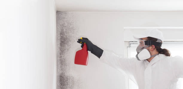 Best Same-Day Mold Removal  in Millington, NJ