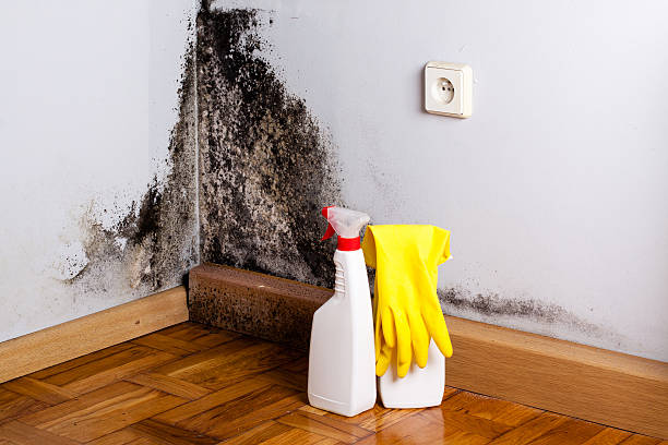 Best Certified Mold Removal  in Millington, NJ