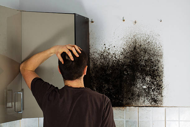 Best Mold Remediation Experts  in Millington, NJ