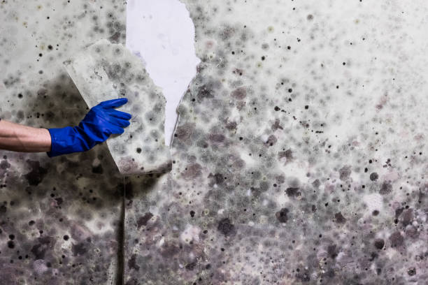 Millington, NJ Mold Removal Company